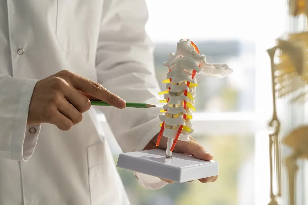 "Orthopedic doctor explaining a model of the human spine in a medical consultation."
