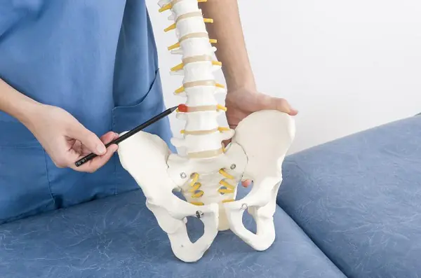A healthcare professional pointing a pencil at a model of the human spine.