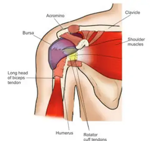 Diagram of the shoulder joint with labeled parts.